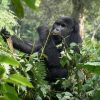 Gorilla Tours in Uganda