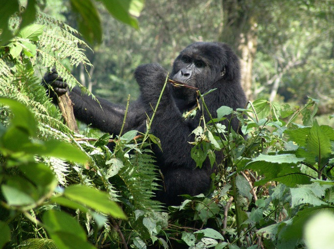 Gorilla Eco Tours in Uganda Bwindi Forest National Park