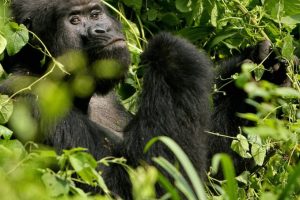 Discover Uganda Gorilla Wildlife Safaris