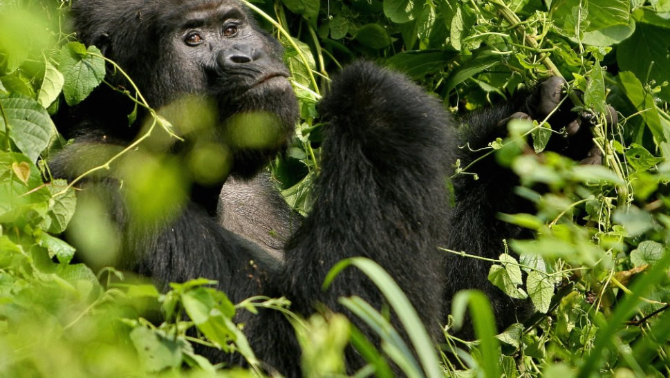 Discover Uganda Gorilla Wildlife Safaris