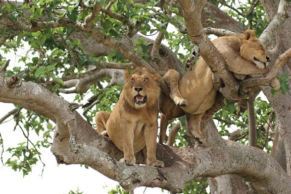 Tree Climbing Lions in Queen Elizabeth National Park