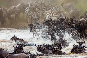 Visit Serengeti, Ngorongoro and Gorilla Trek