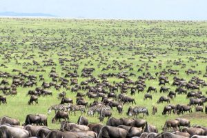 Explore the Magical Kenya: Where Safari Begins