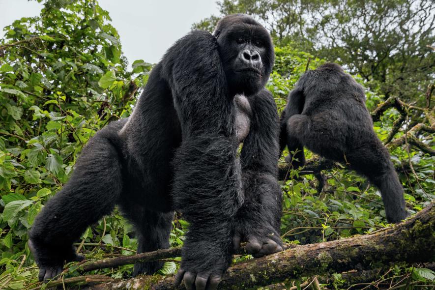 Gorilla Trek in Uganda from Kigali